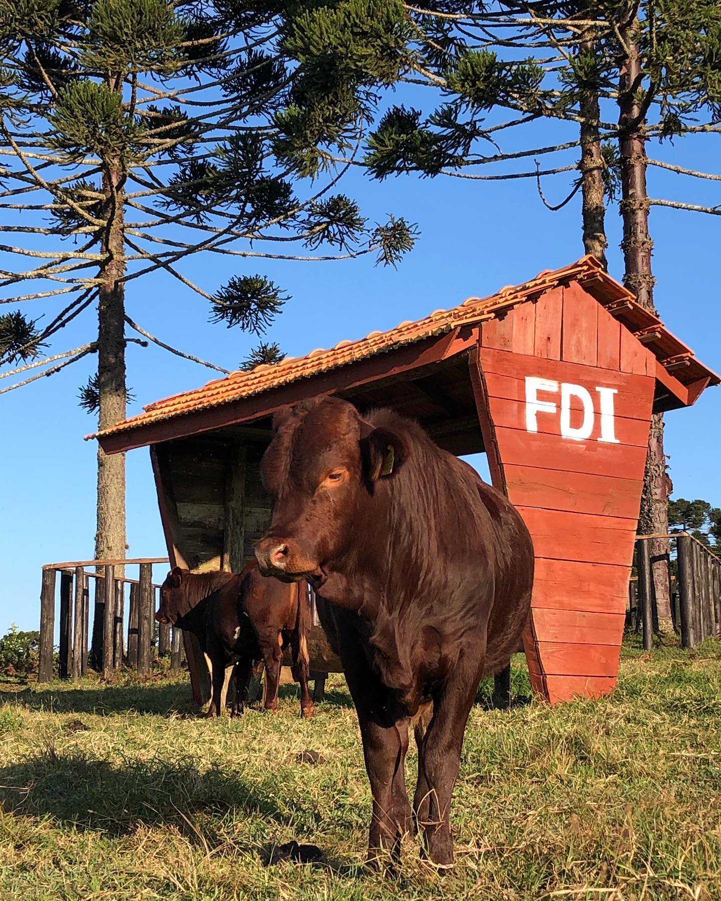 Foto de Cafajeste FDI